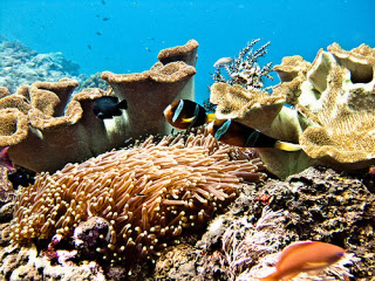 Dream Beach Hostel Lembongan Esterno foto